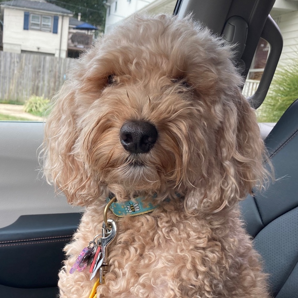 Meet your Posher, Trisha